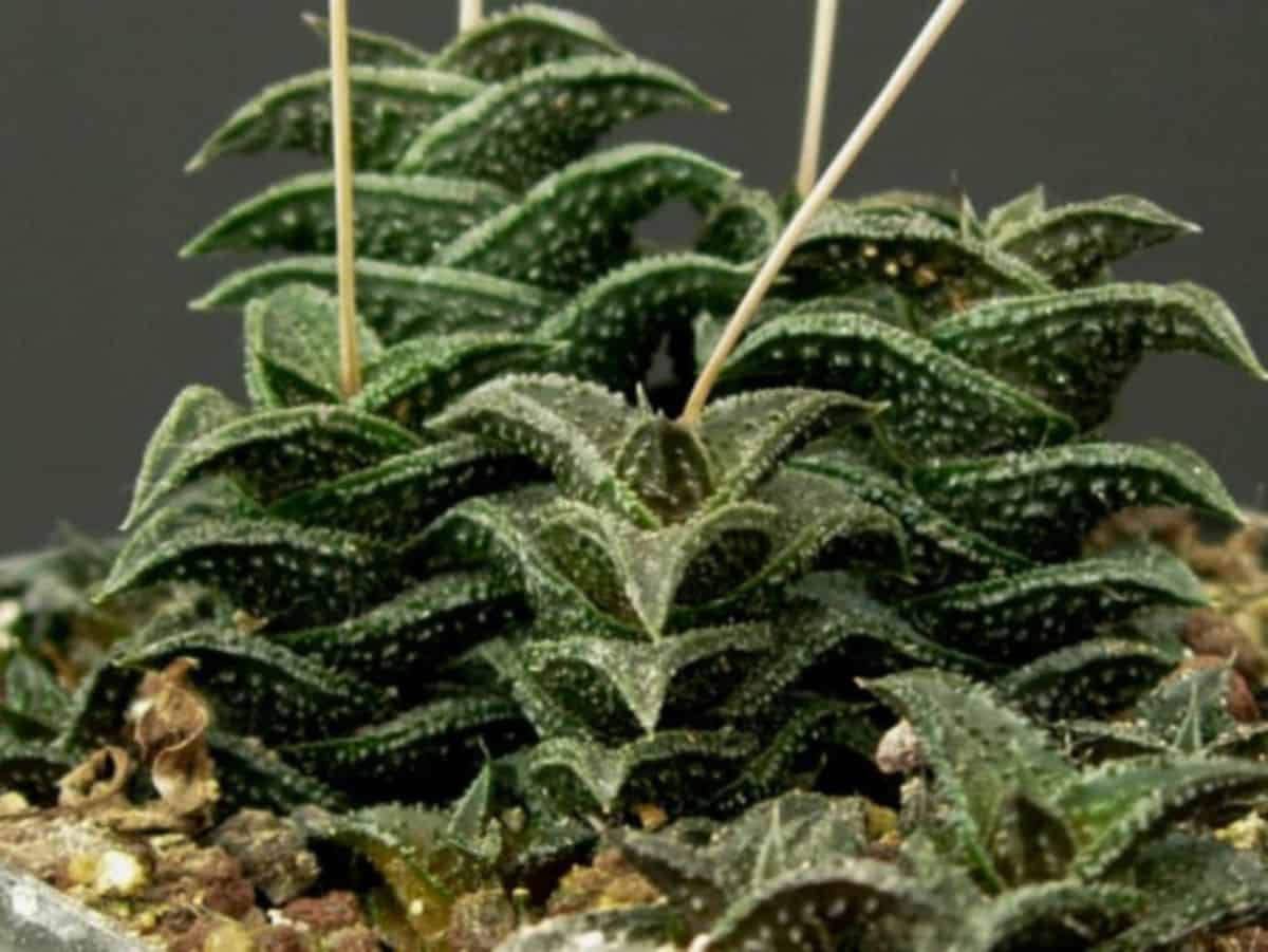 Haworthiopsis nigra – Black Haworthia