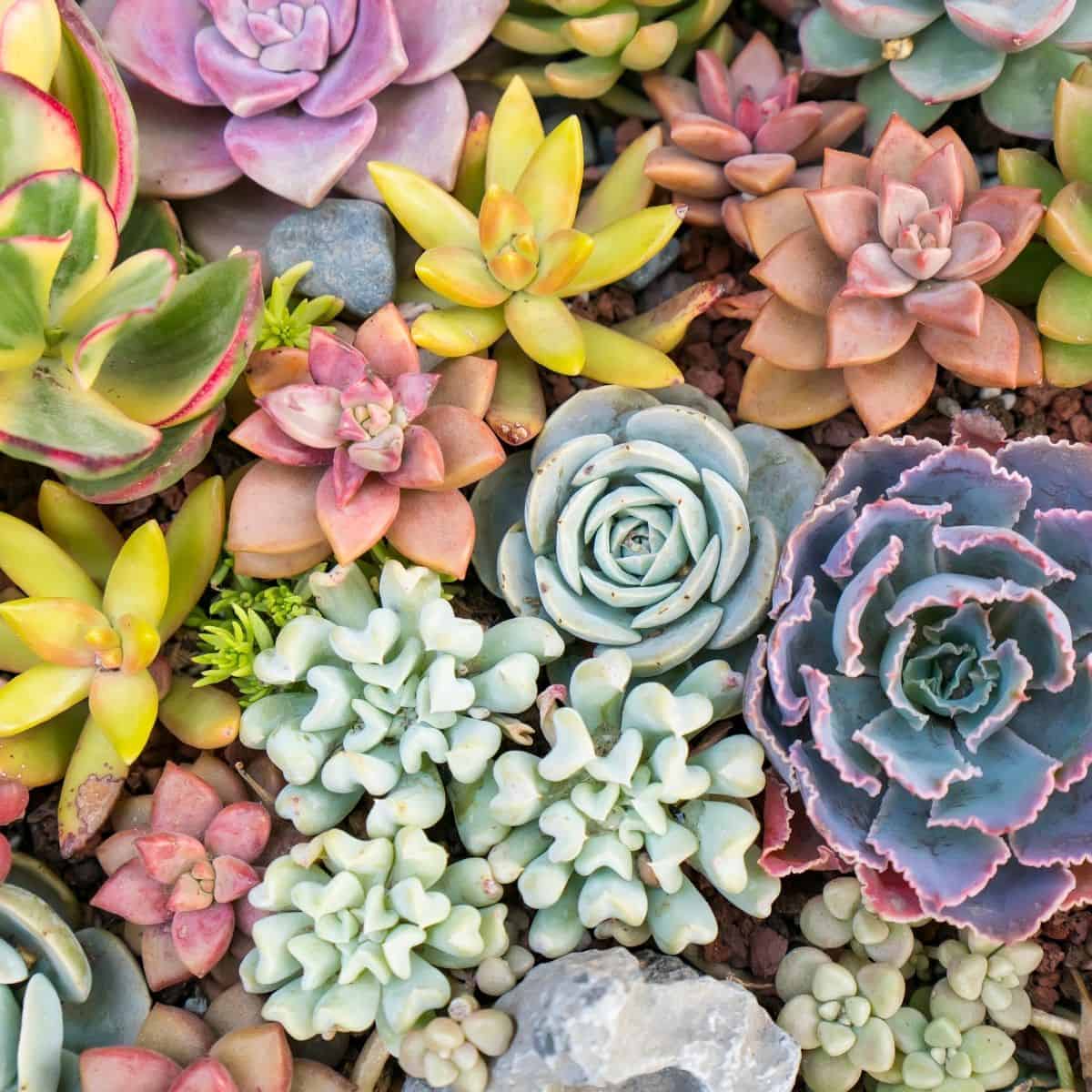 Different varieties of colorful succulents.
