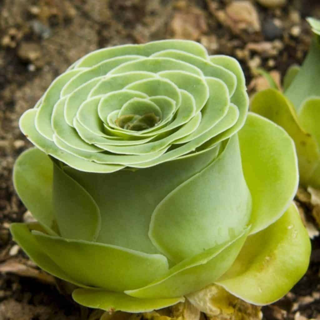 Rose succulents close-up.