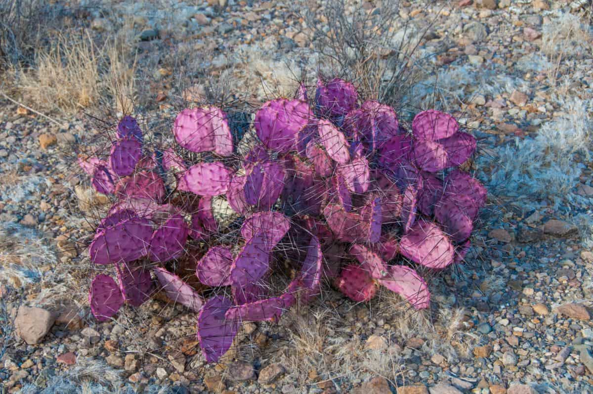 Opuntia macrocentra – Purple Prickly Pear