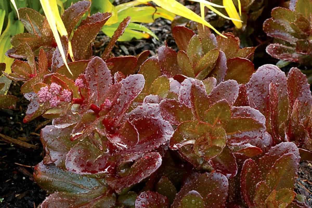 Chocolate Drop Stonecrop (Sedum 'Chocolate Drop')