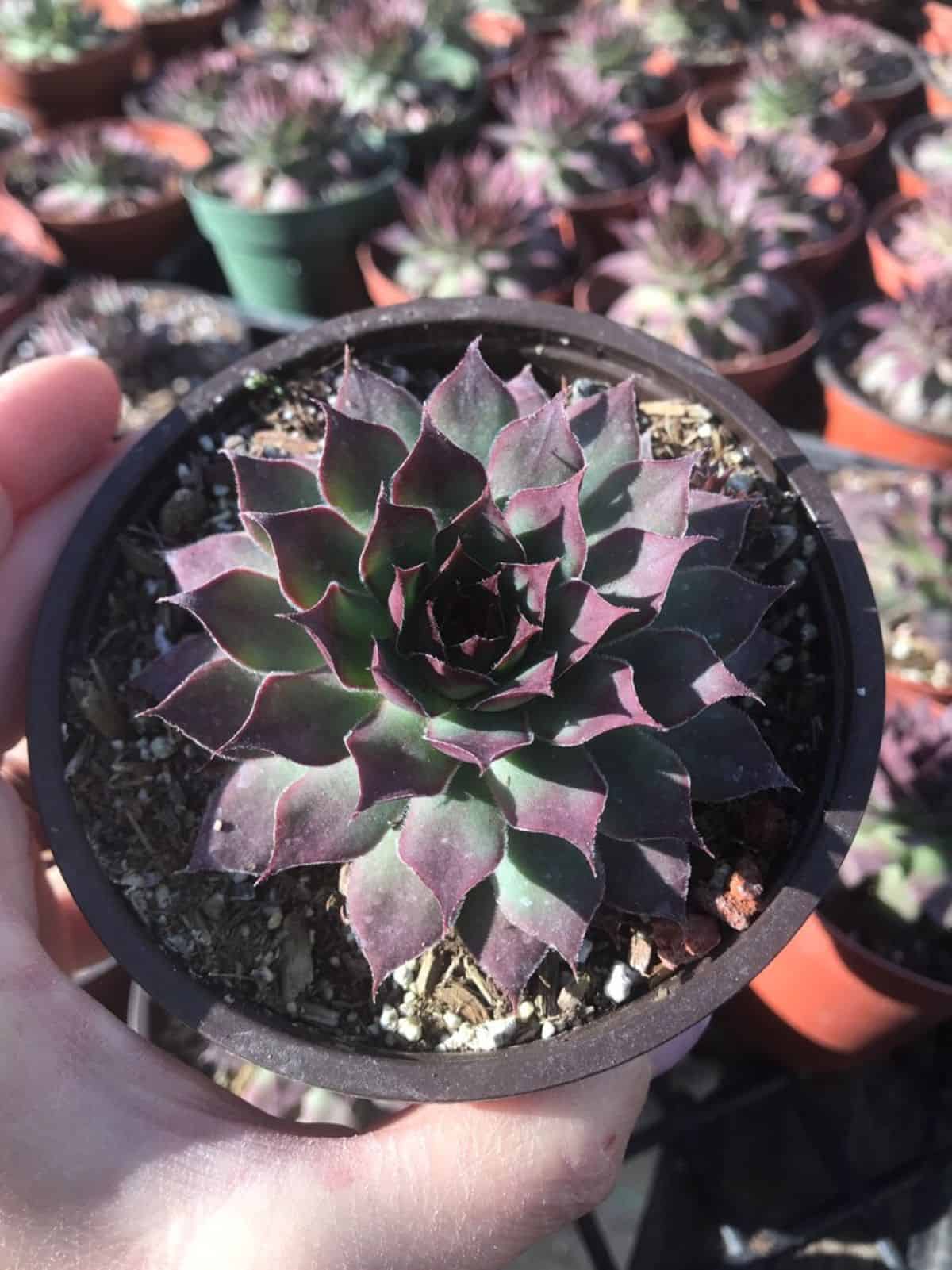 Sempervivum ‘Black’