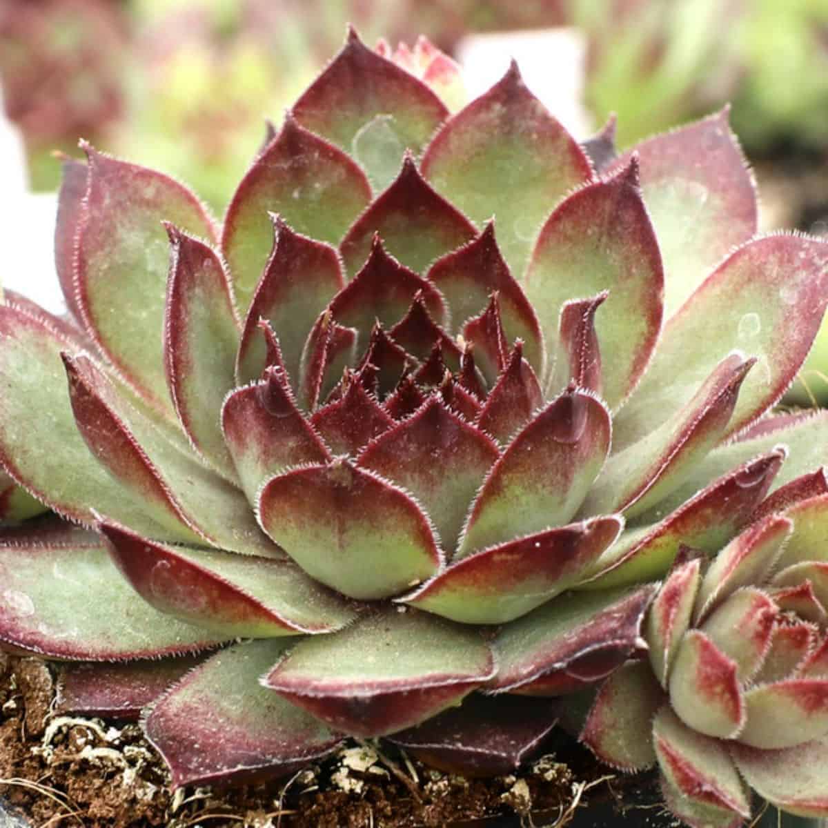 Sempervivum ‘Dark Beauty’