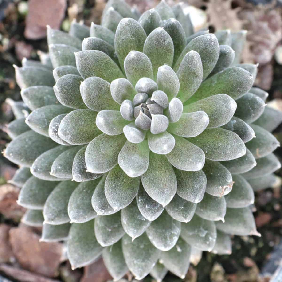 Sinocrassula yunnanensis ‘Chinese Jade’