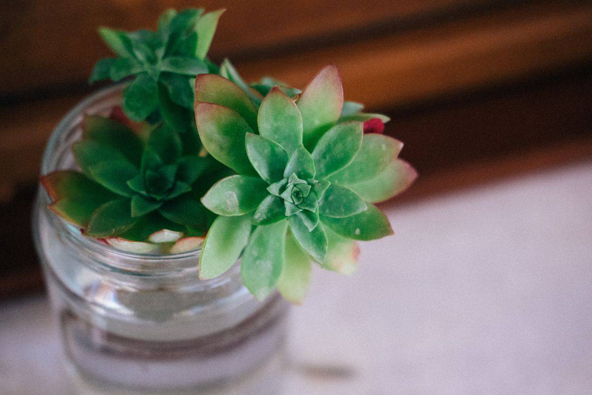 Succulent plants in a container with water.