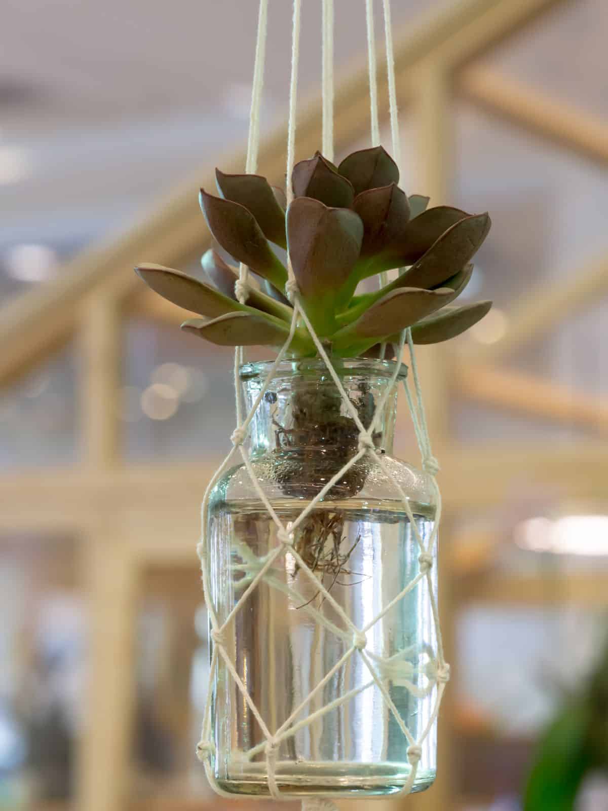 Succulent in a hanging glass jar with water.