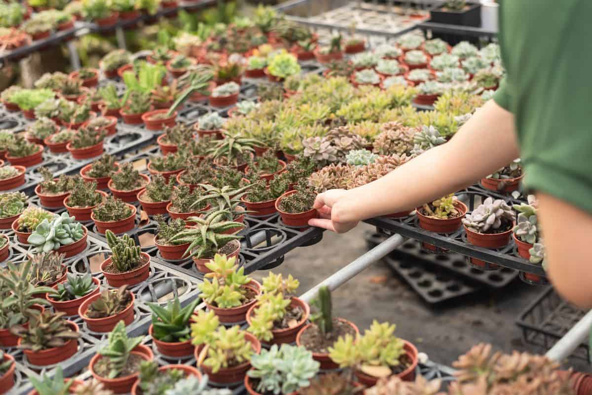 Hand picking up a succulent in a succulent store.
