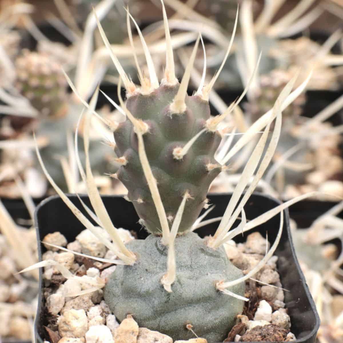 Tephrocactus articulatus v. papyracanthus – Paper Spine Cactus
