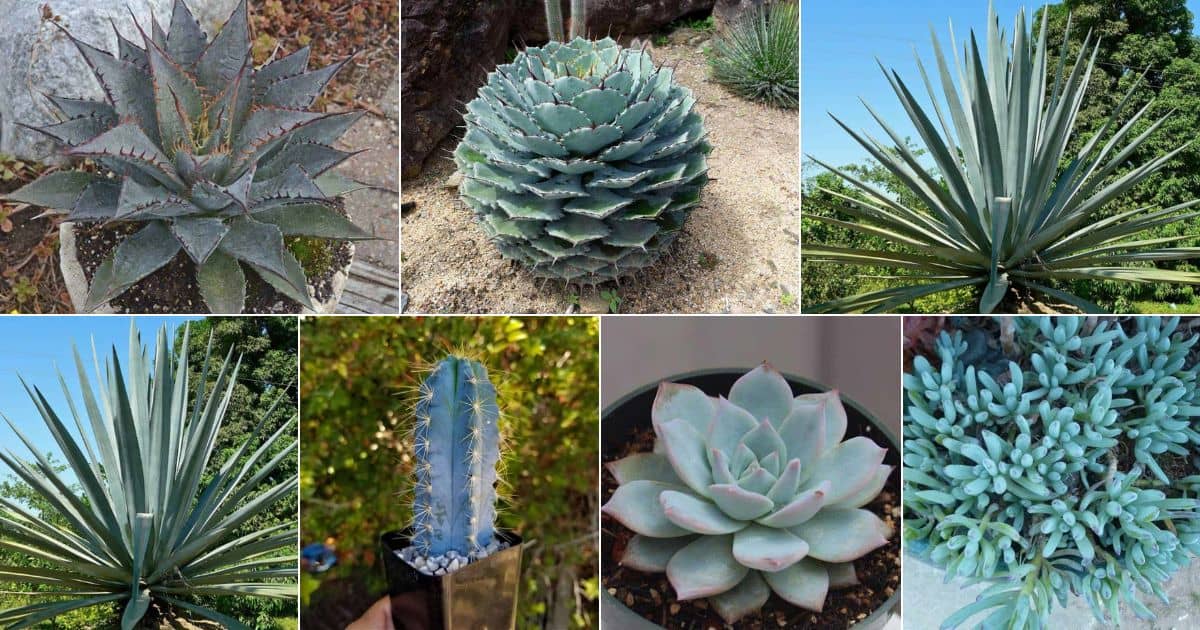 Collage of beautiful blue succulents.