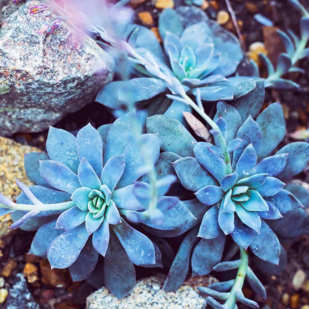 Beautiful blue echeverias.