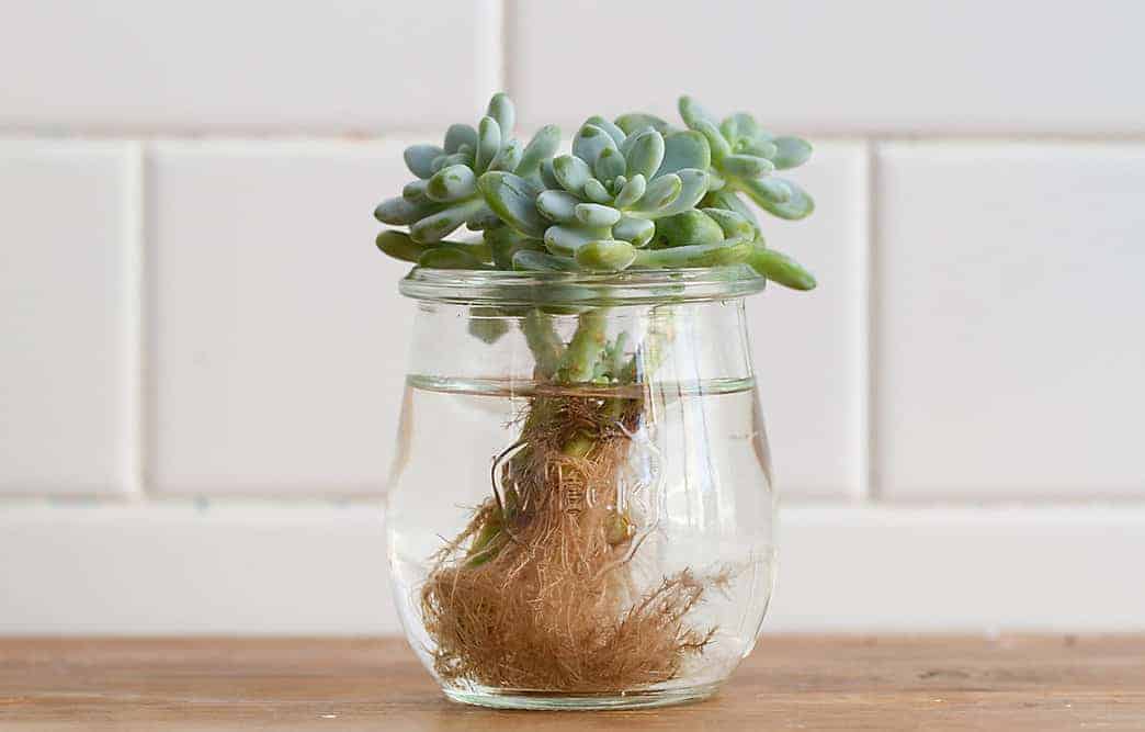 Water Therapy for Succulents