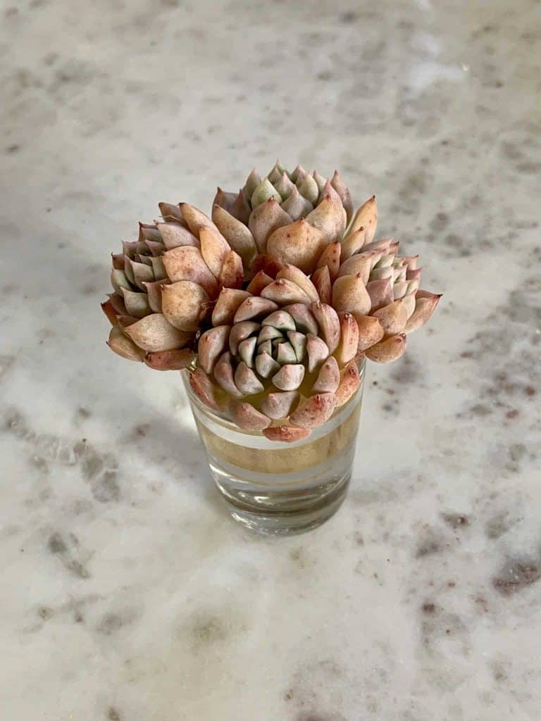 Succulent in a glass cup on the table.