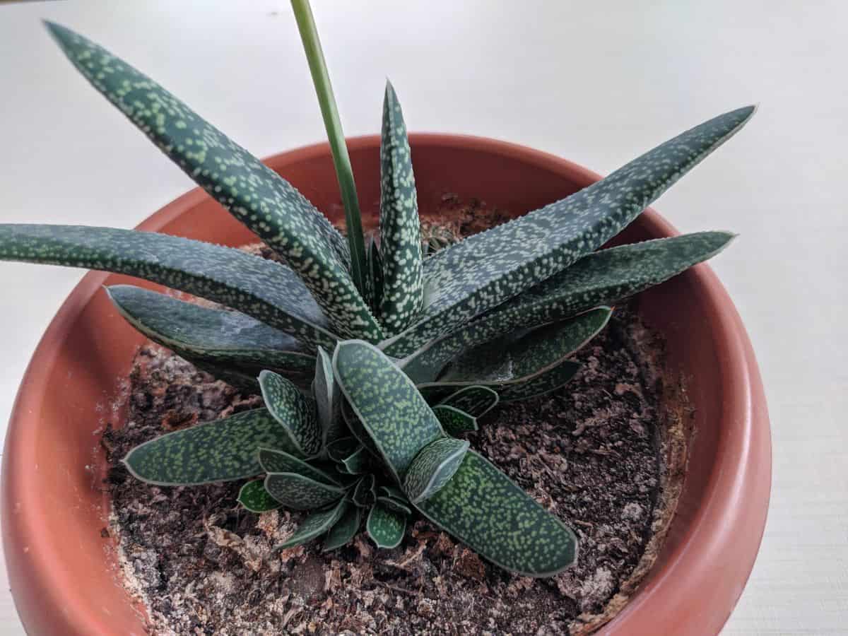 Gasteria ‘Little Warty’ grows in a clay pot.