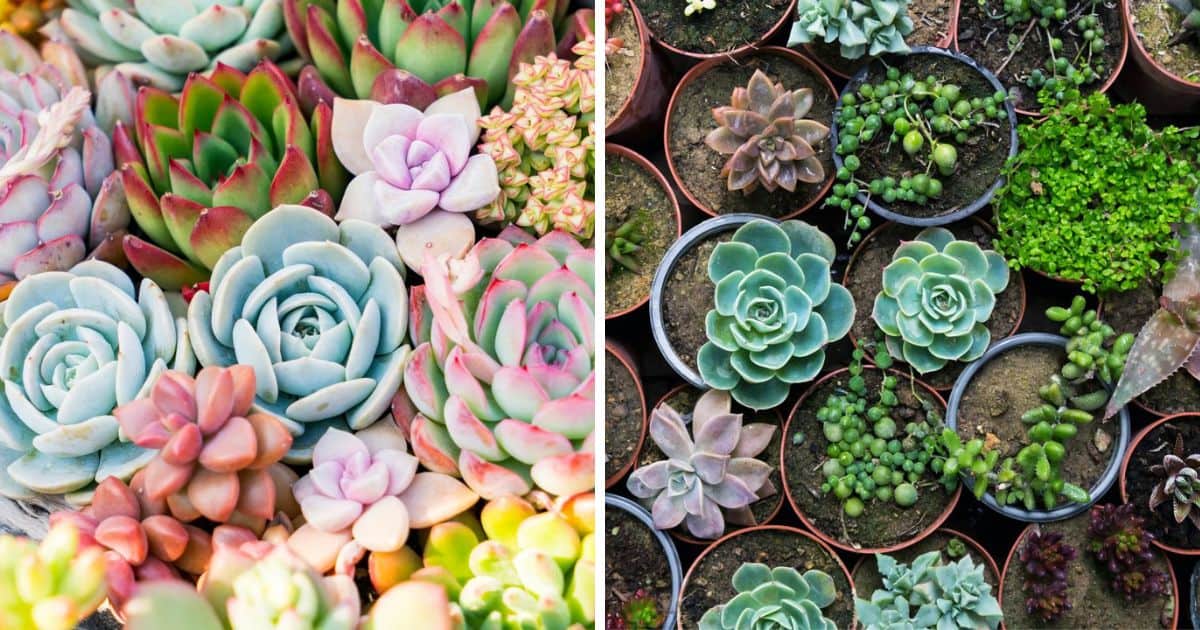 10 Interesting Facts About Succulents Sublime Succulents