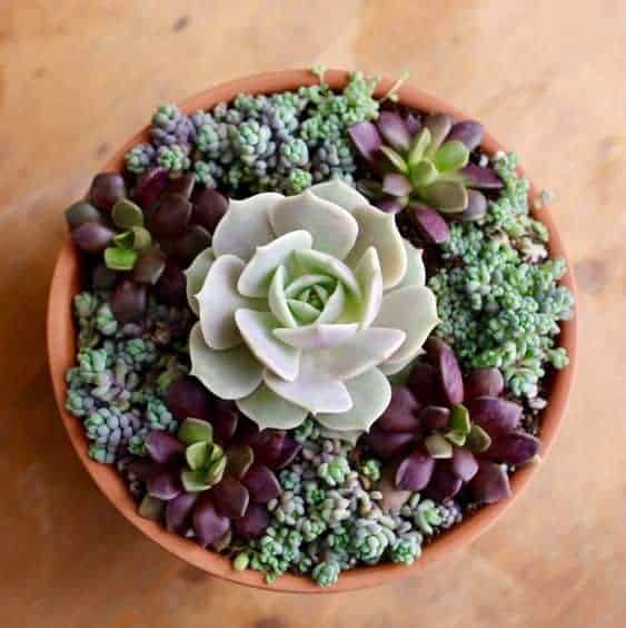 10 Interesting Facts About Succulents