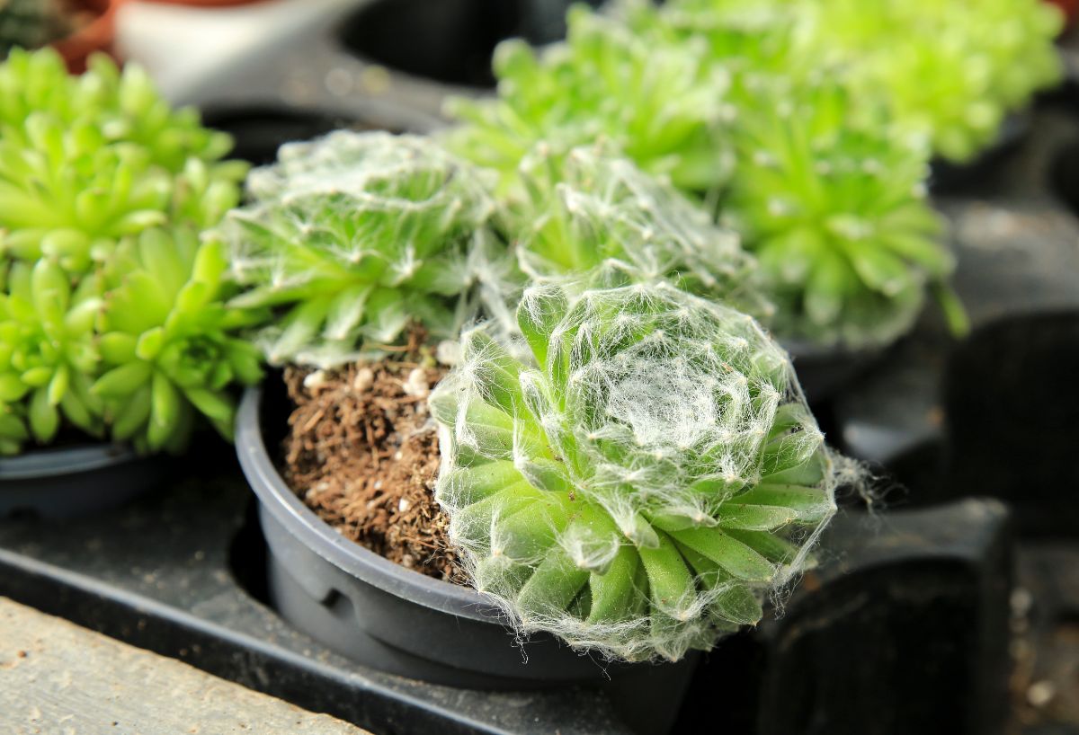 Sempervivum arachnoideum grows in a plastic pot in a tray.