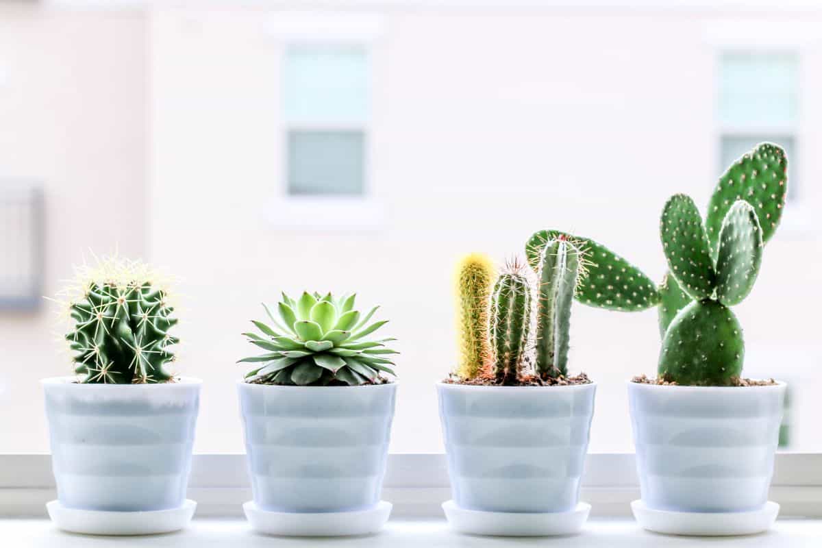 Different varieties of succulents growin in pots near  a window.