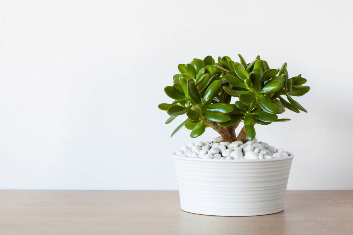 Crassula ovata Jade plant grows in a white pot.