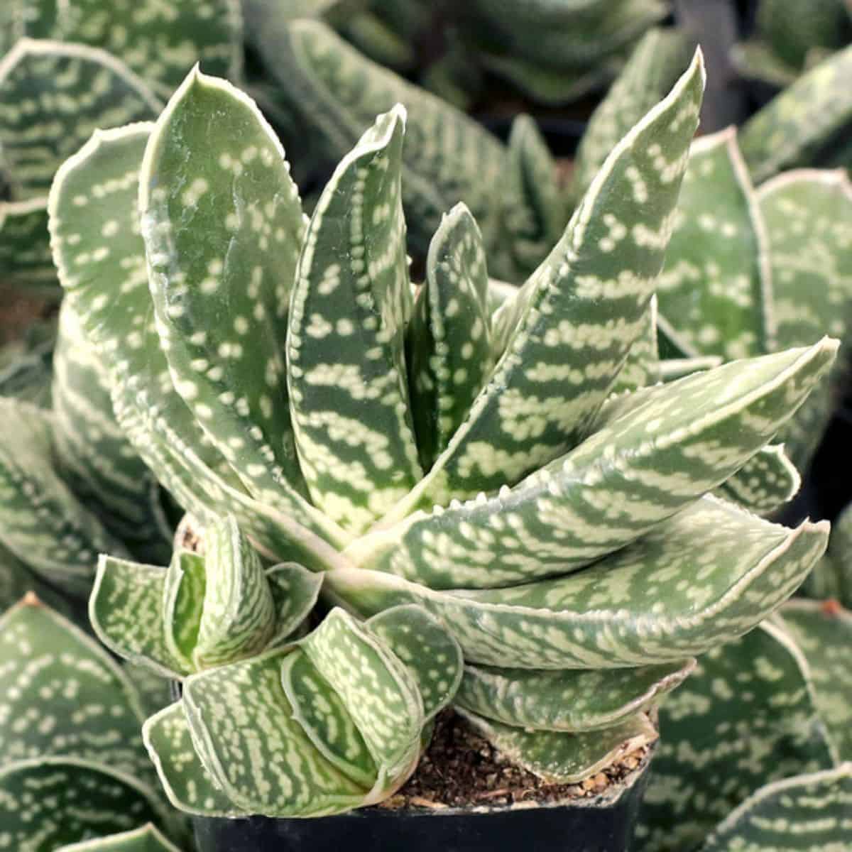 Gasteria bicolor grows in a plastic pot.