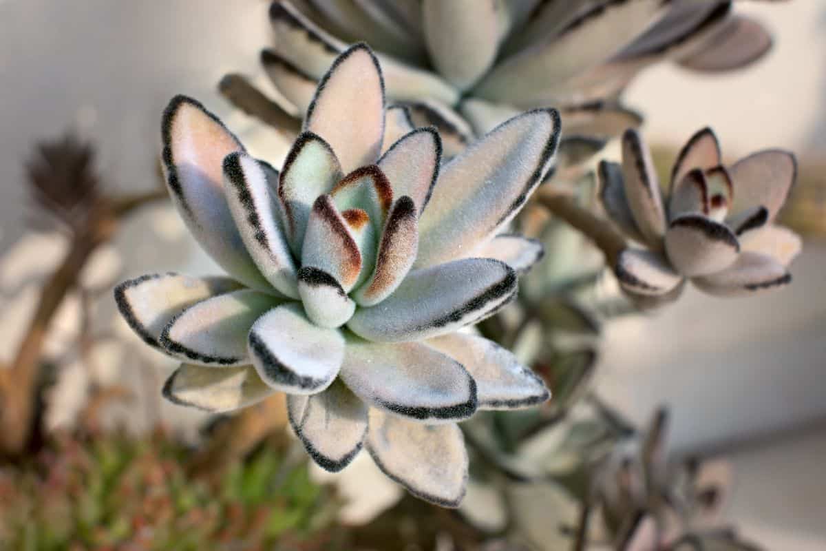 Kalanchoe tomentosa beautiful hairy foliage.