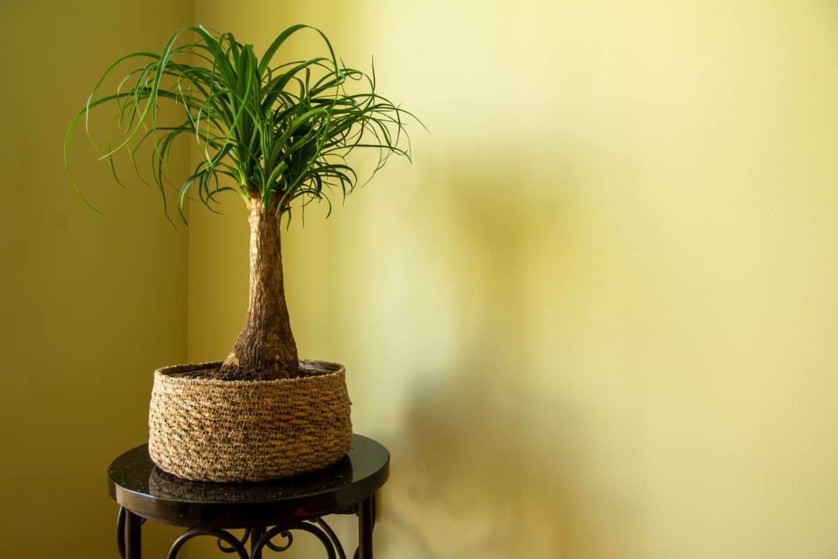 Beaucarnea recurvata grows in a small pot on a black table.