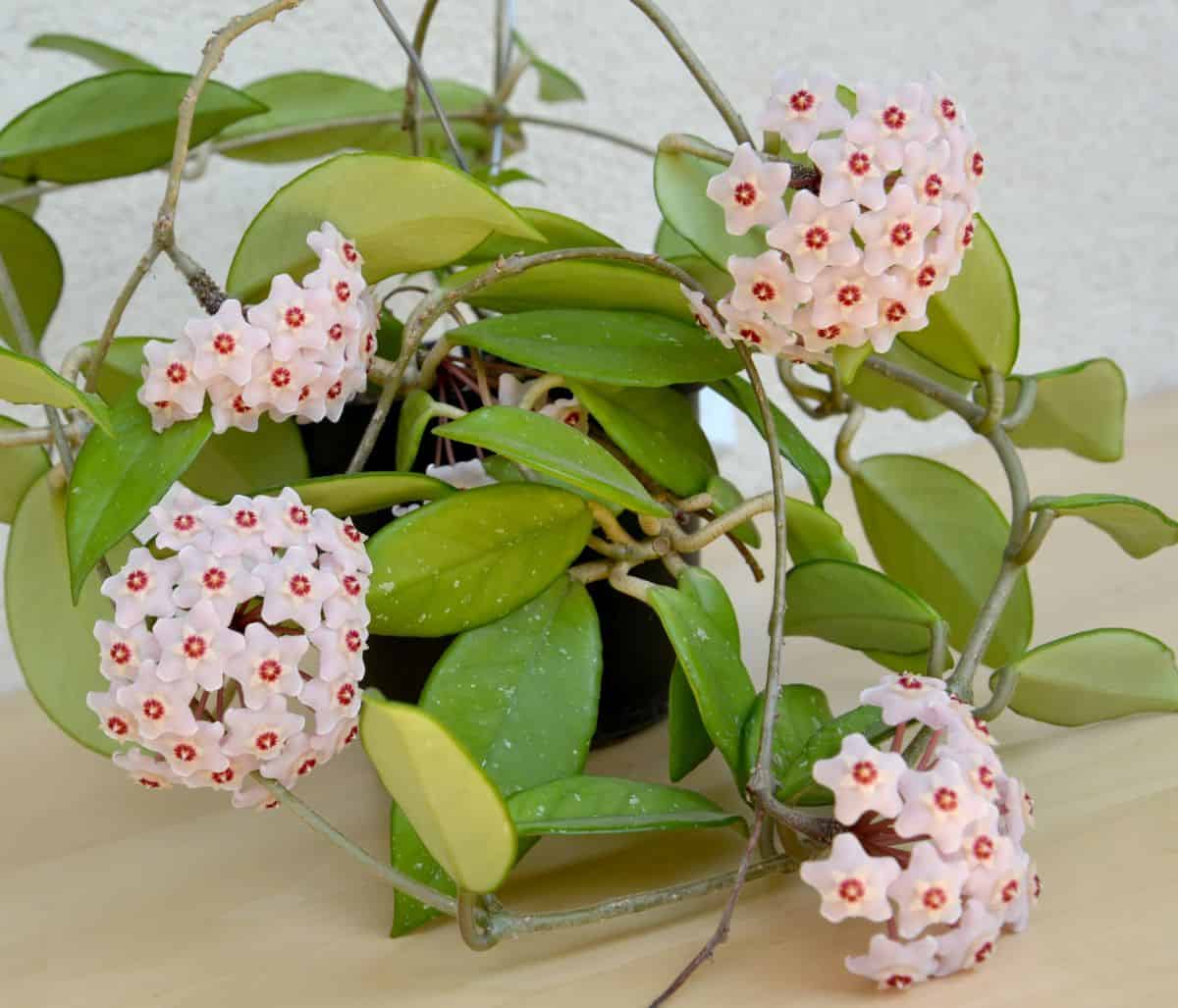 Hoya carnosa wax plant grows in a black pot in pink bloom.