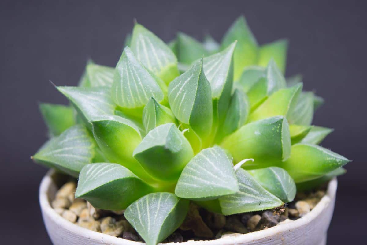 Haworthia cymbiformis beautiful thick foliage grows in a white pot.