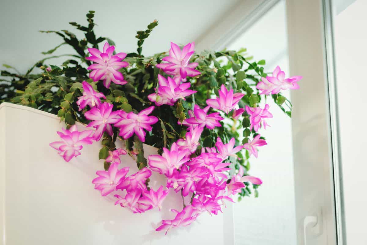 Schlumbergera x buckleyi in pink bloom near a window.