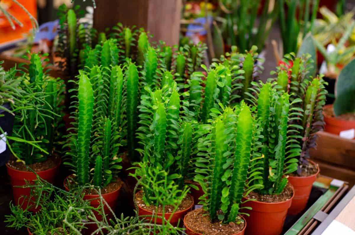 Euphorbia trigona cactuses grow in plastic pots.
