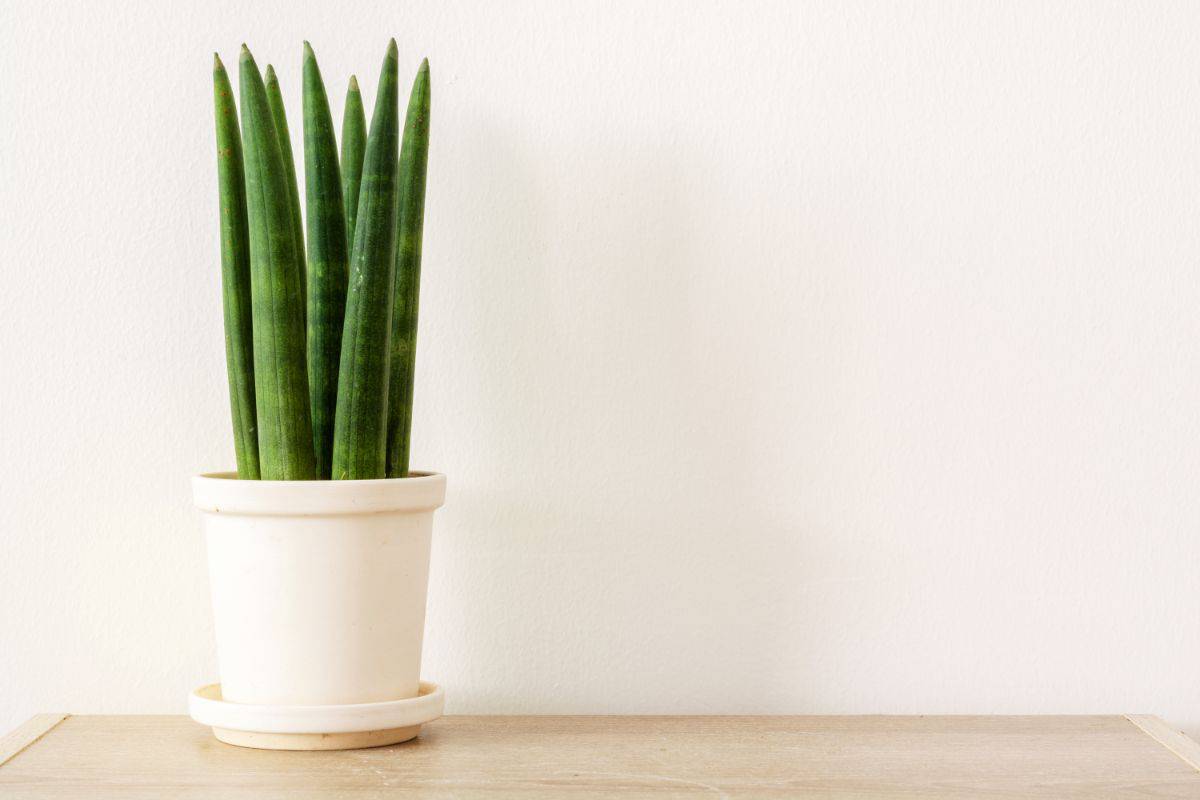 ansevieria cylindrica with thick-leaved foliage grows in a white pot.