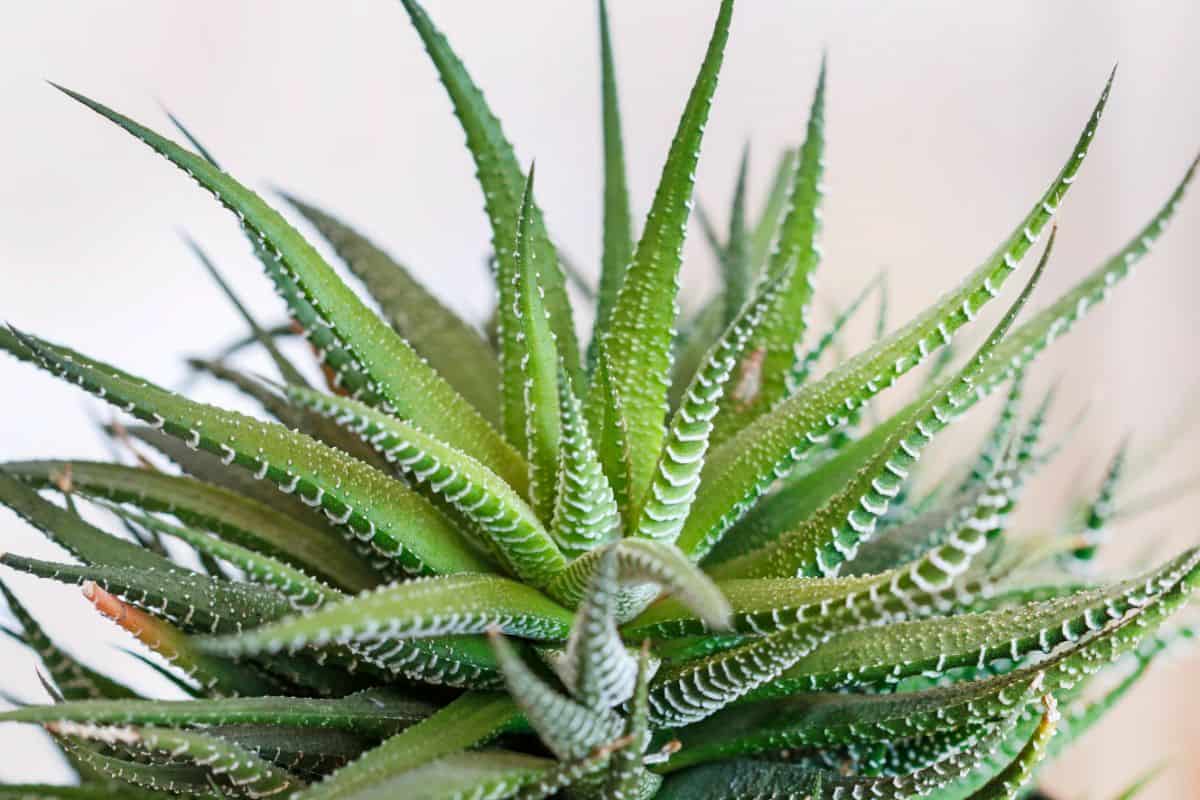 Aloe aristata ‘Lace Aloe’ beautiful spikey foliage.