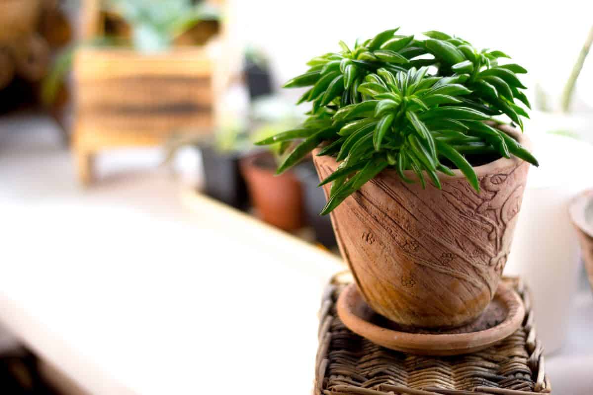 Peperomia ferreyrae grows in a clay pot.