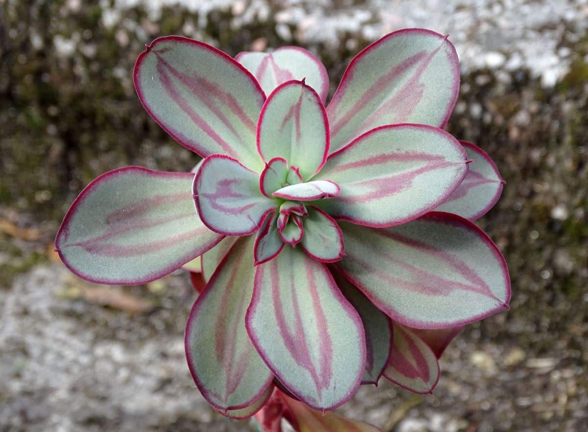 Echeveria nodulosa with beautiful red-edged foliage.