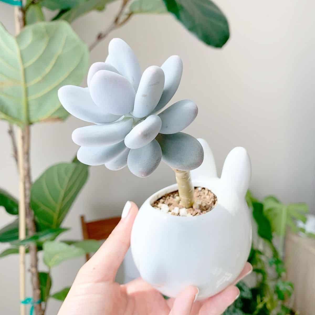 A beautiful Graptopetalum oviferum grows in a white pot held by hand.