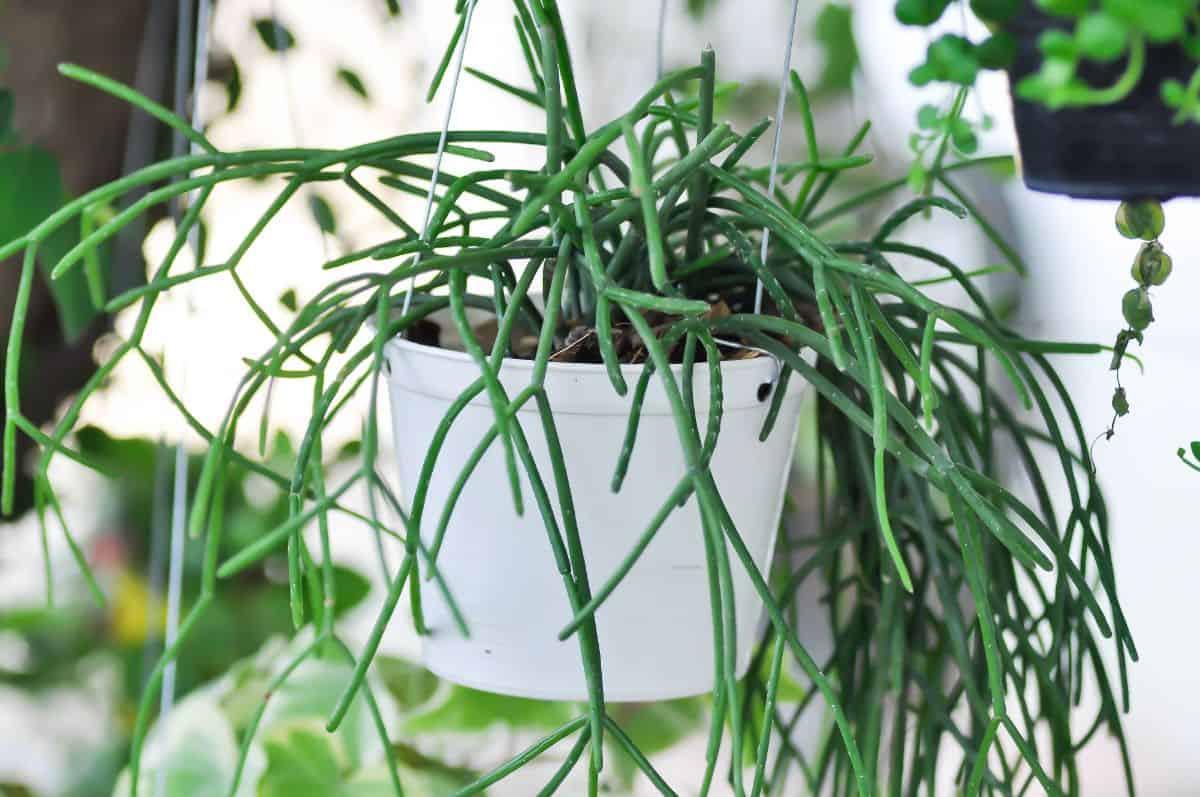 Rhipsalis baccifera grows in a white hanging pot.