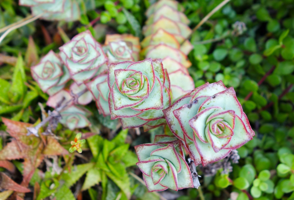 Crassula perforata with beautiful foliage.