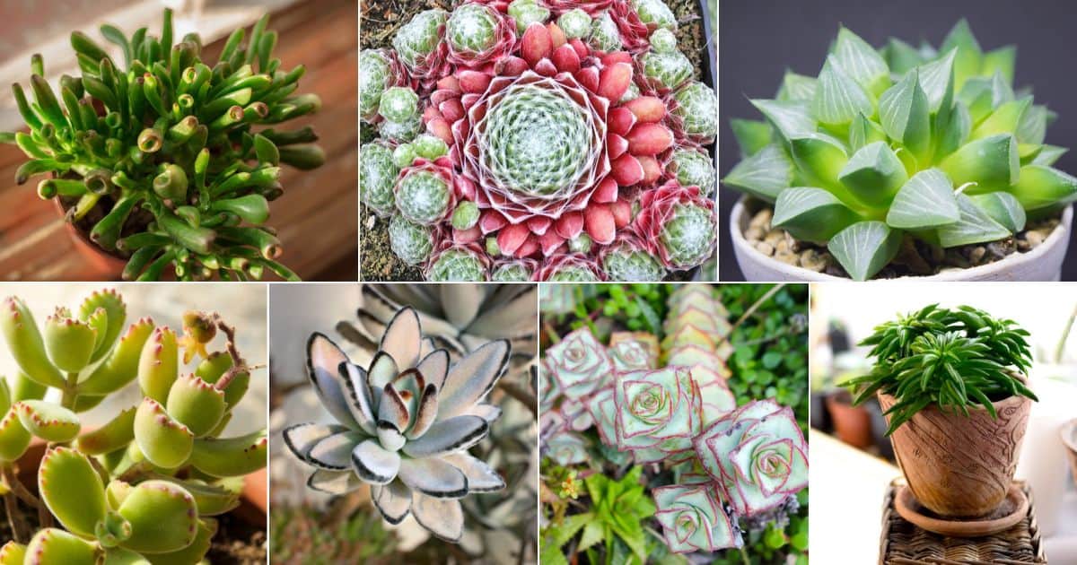 26 Best Succulents for Your Office facebook image.