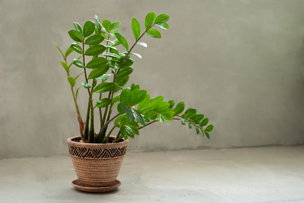 Zamioculcas zamiifolia grows in a clay pot.