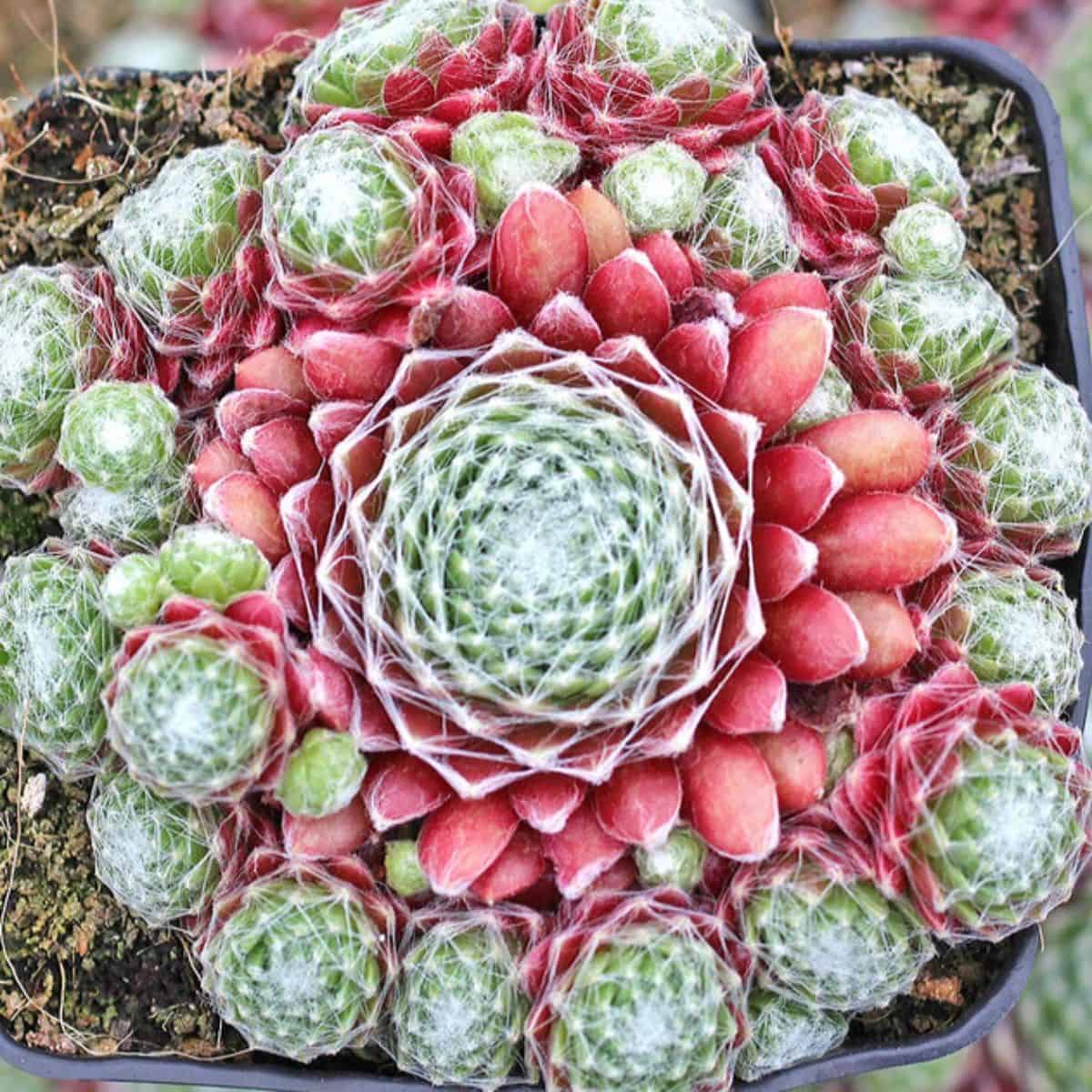 Sempervivum ‘Mona Lisa’ grows in a plastic pot.