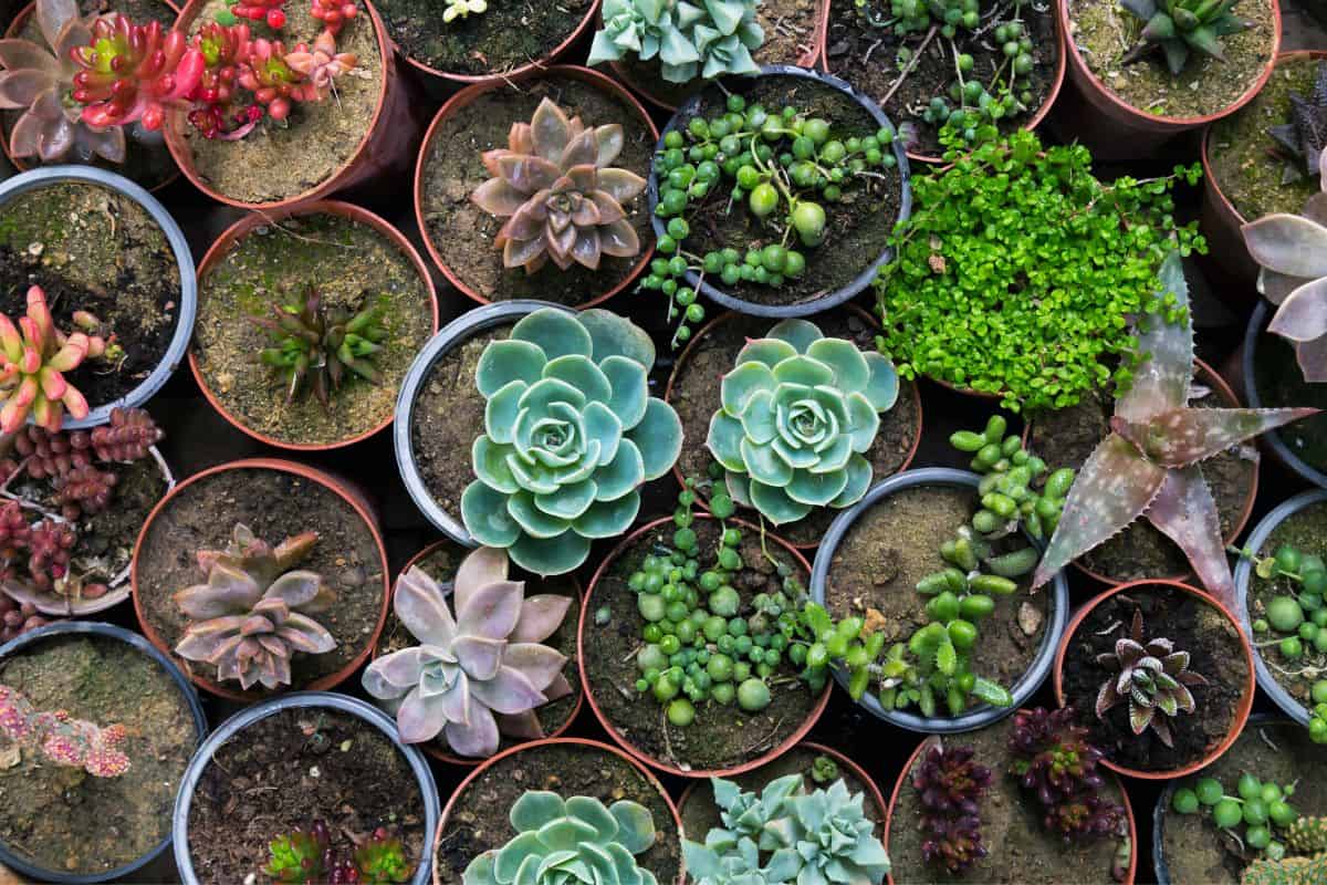 Different types of succulents in pots.