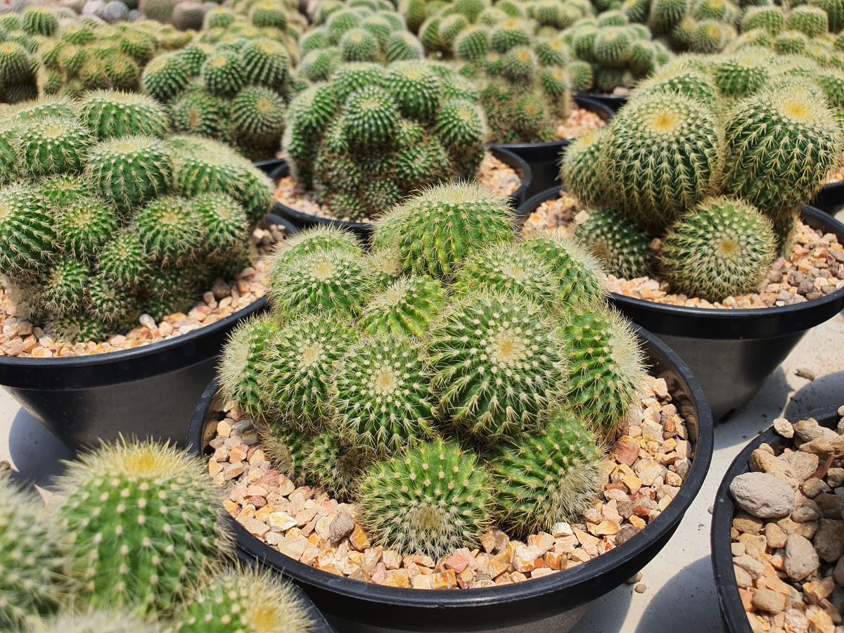 Parodia schumanniana cactuses grow in black pots.