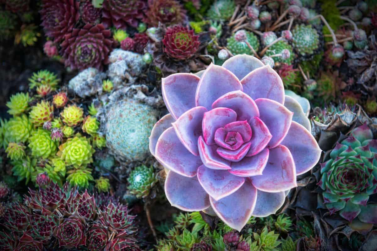 Echeveria with was on leaves close-up.