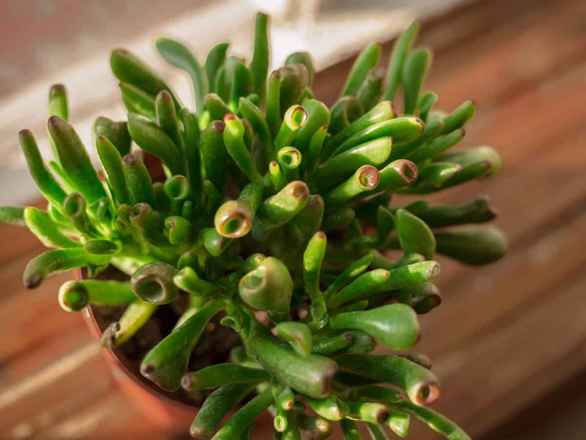 Crassula ovata ‘Hobbit Jade’ grows in a clay pot.