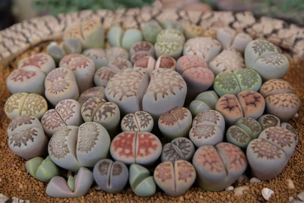 Lithops or Living stones close-up.