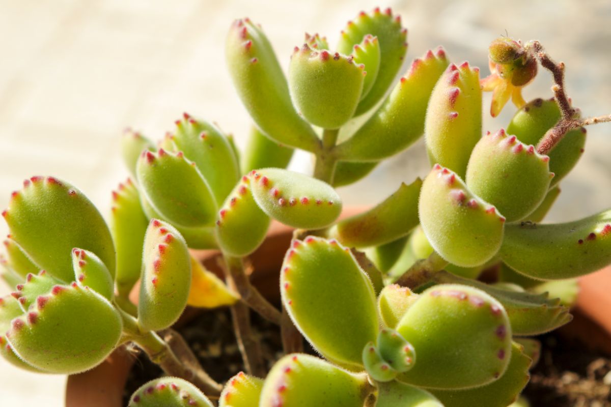 Cotyledon tomentosa grows in a clay pot.