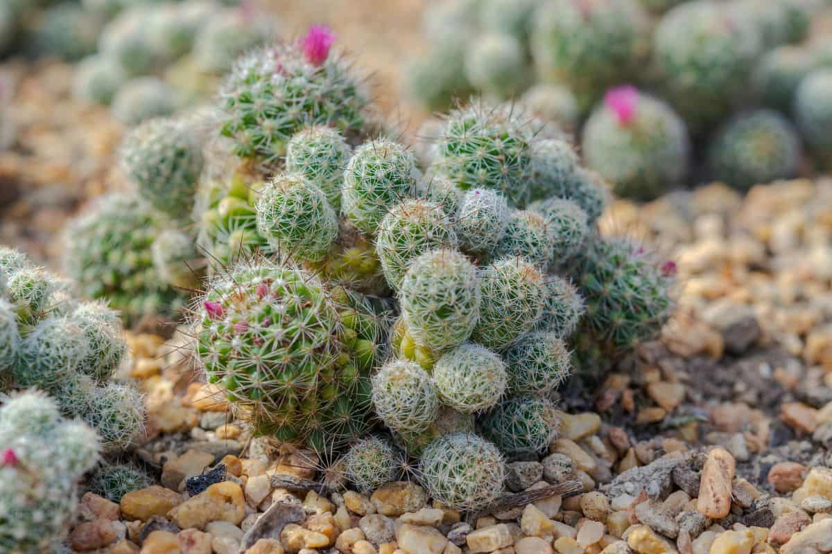 Beautiful small cactus growing in rocky soil.