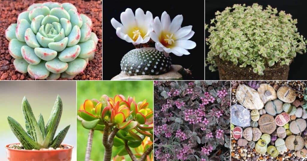 80+ Best Mini Succulents to Grow in Any Apartment
