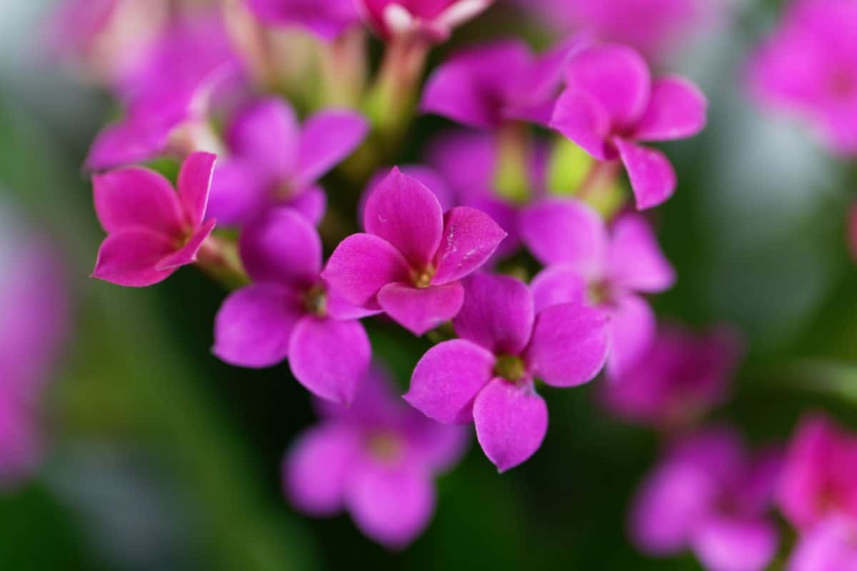 Kalanchoe blossfeldiana in vibrant-purple bloom.