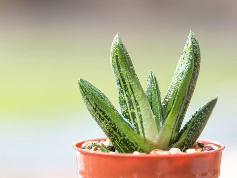 Gasteria ‘Little Warty’ in a red pot.