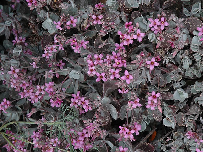 Kalanchoe pumila ‘Flower Dust Plant’